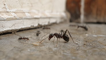 Lo que necesita saber sobre las hormigas en su casa